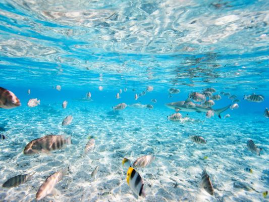 Tauchen in der Südsee Französisch Polynesien